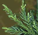 cryptomeria
